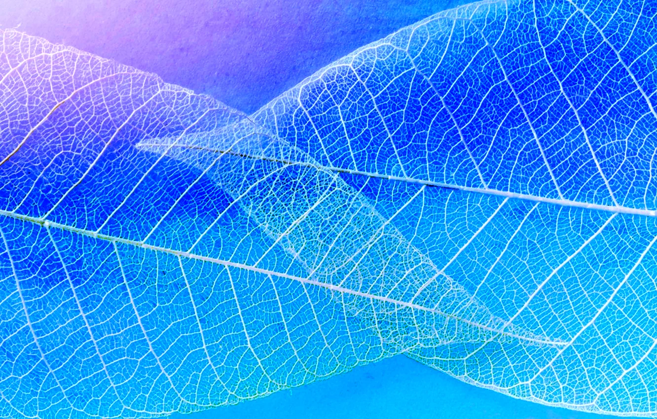 Прозрачные листья