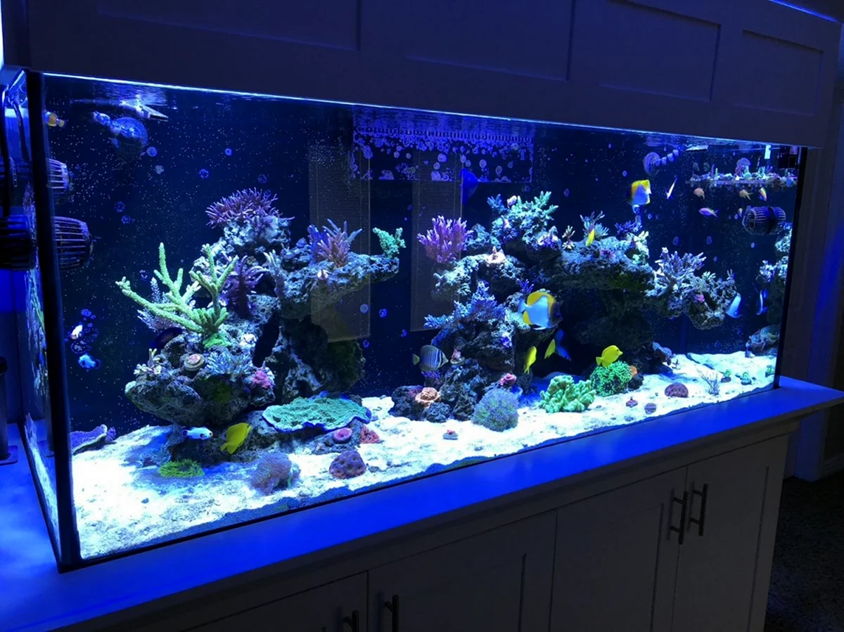 Псевдоморе аквариум 200 литров