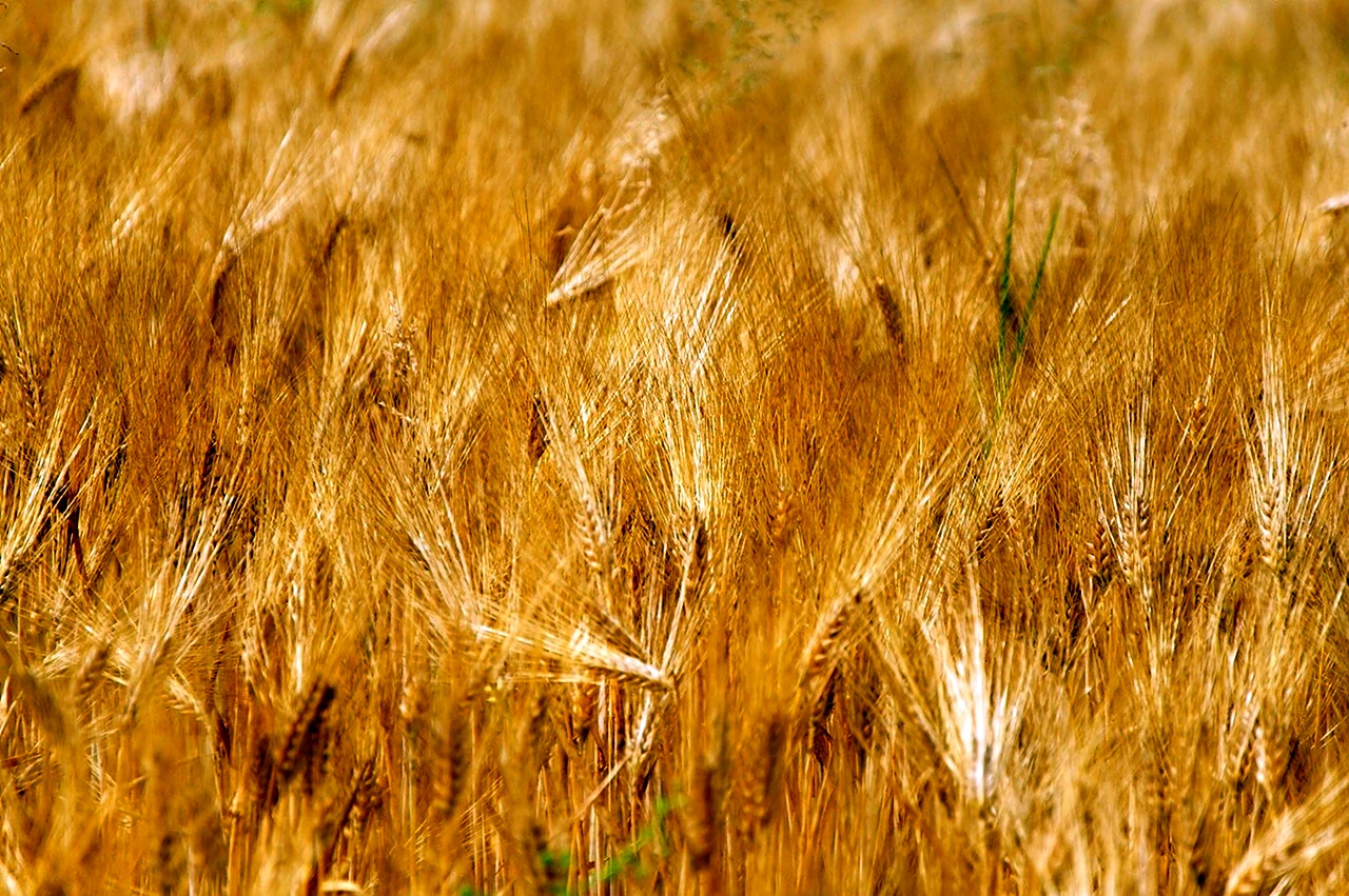 Пшеница текстура