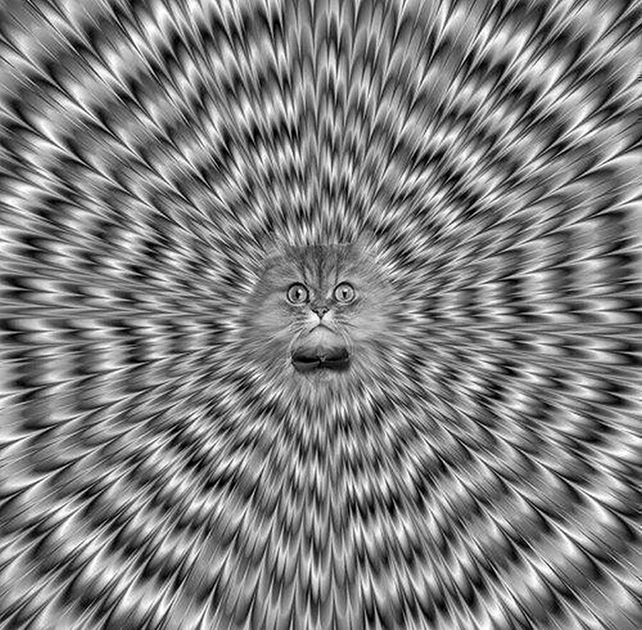 Психоделический кот