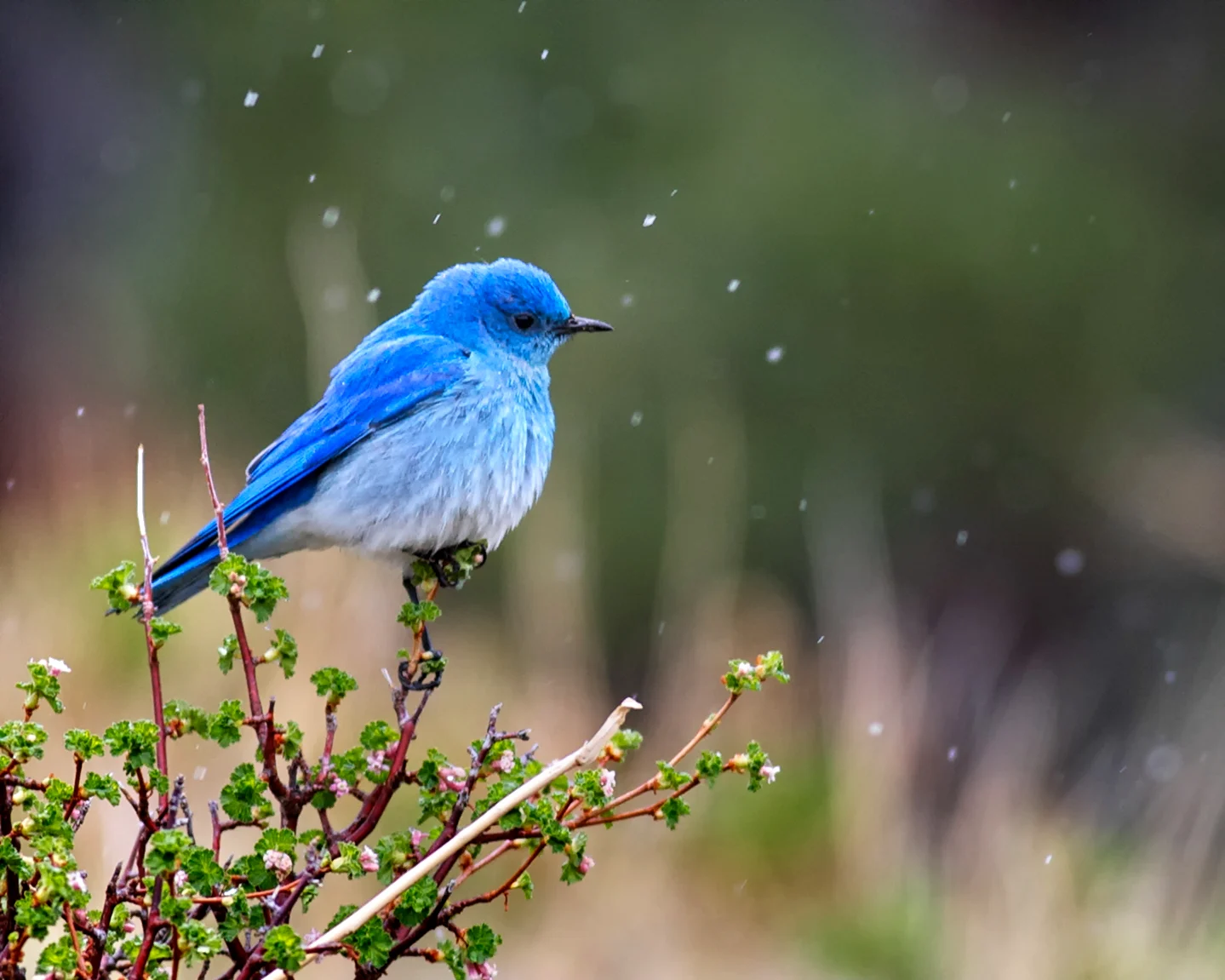 Птица в голубом цвете
