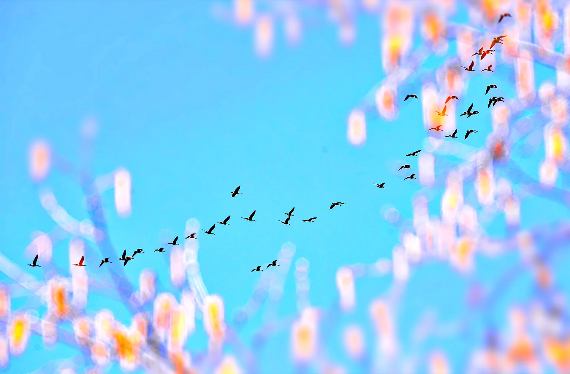Птицы на фоне неба