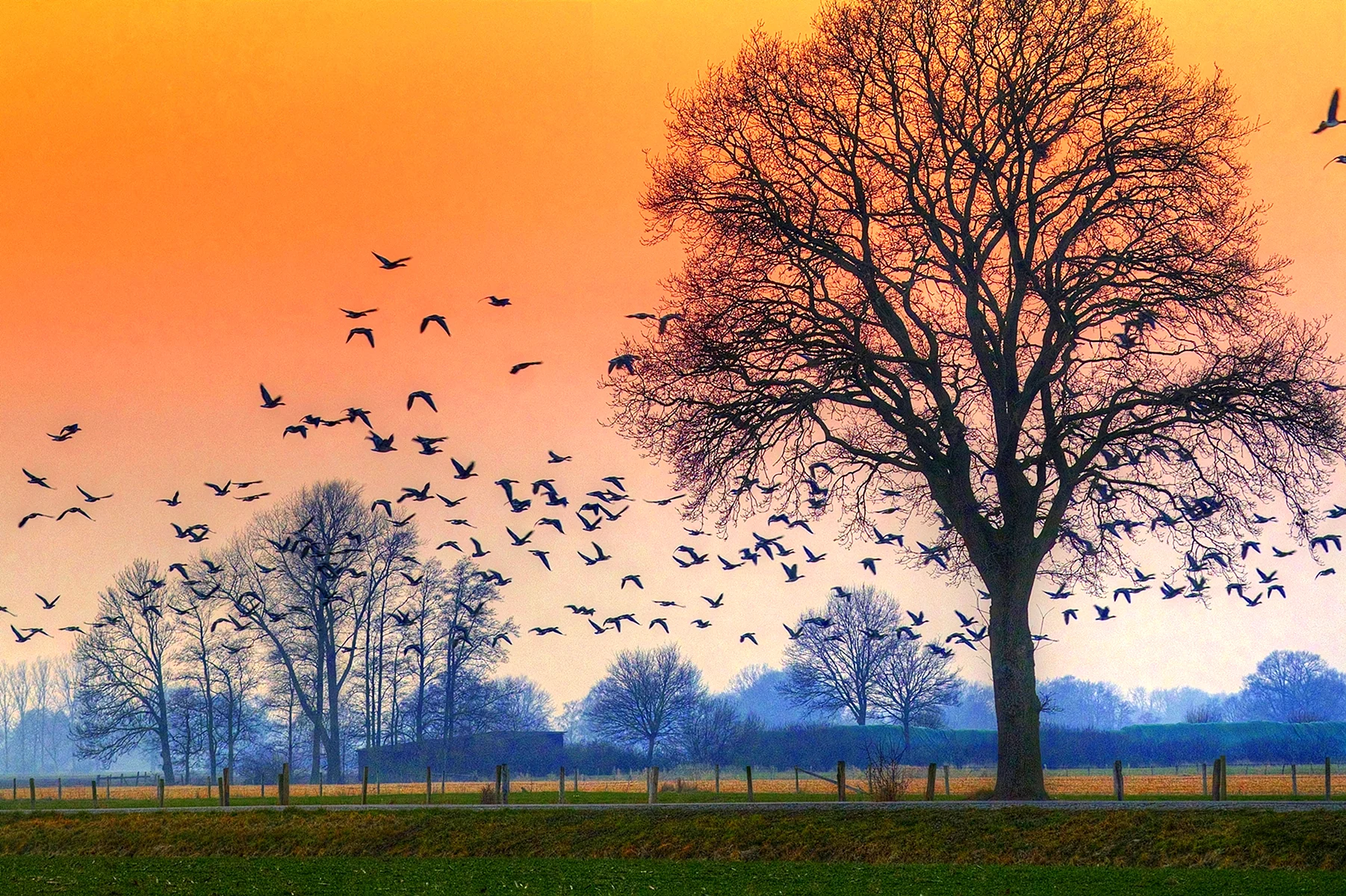 Птицы над деревьями