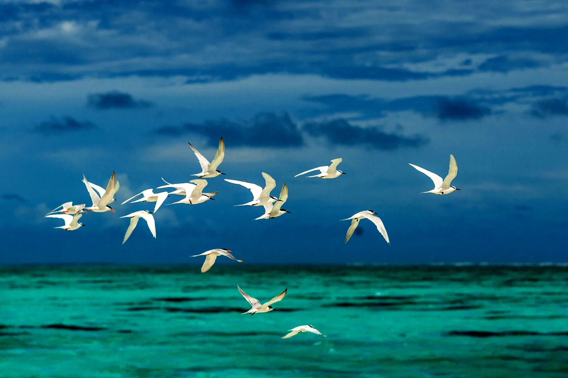 Птицы над морем