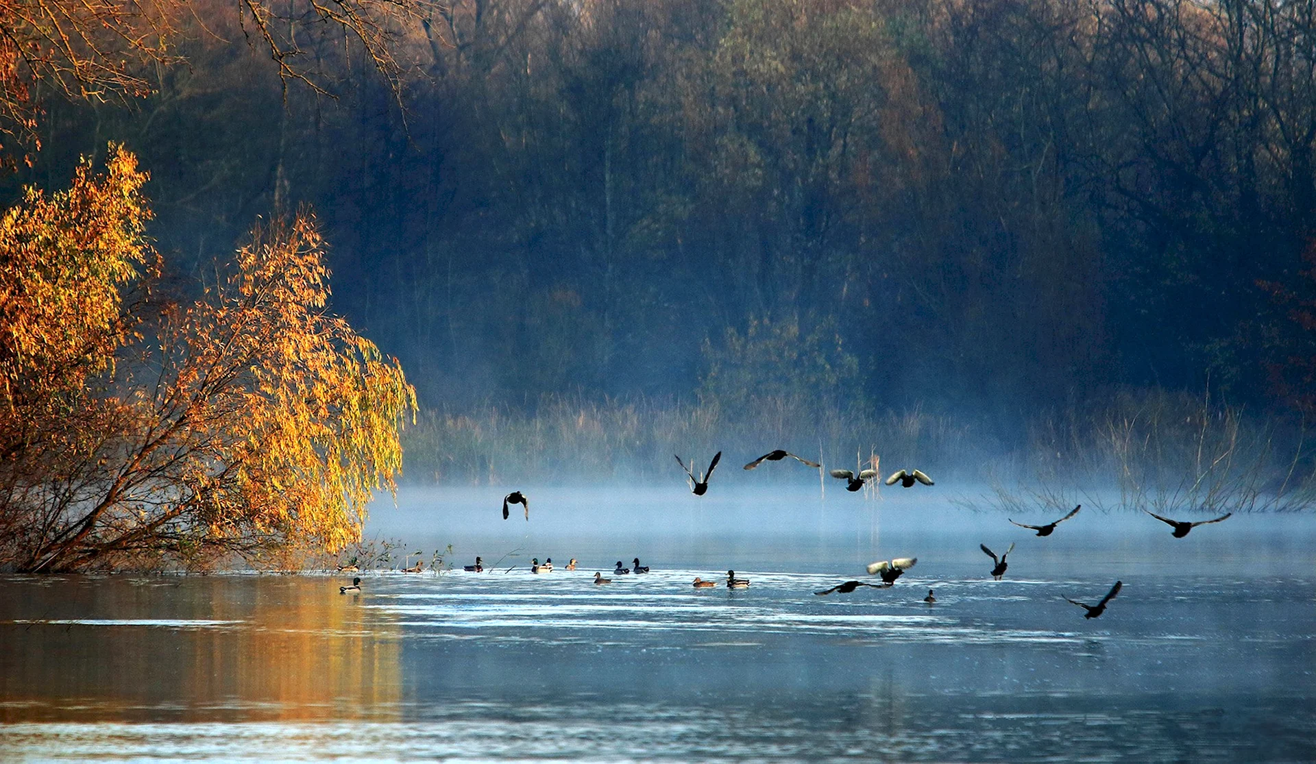 Птицы над озером