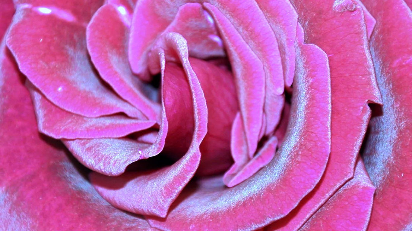 Пыльная роза цвет