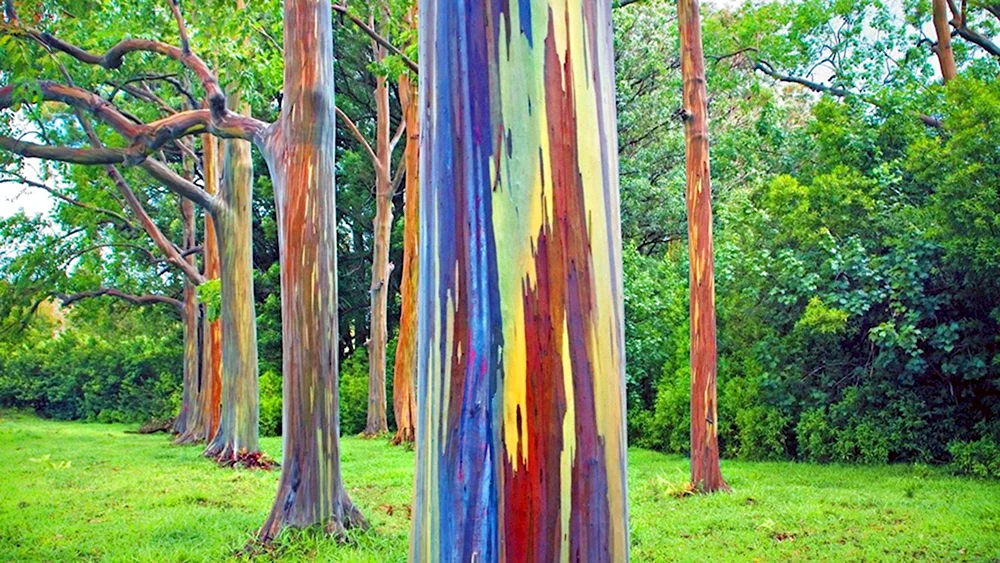 Радужный эвкалипт Eucalyptus deglupta