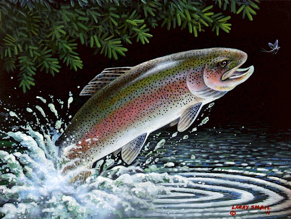 Rainbow Trout рыба
