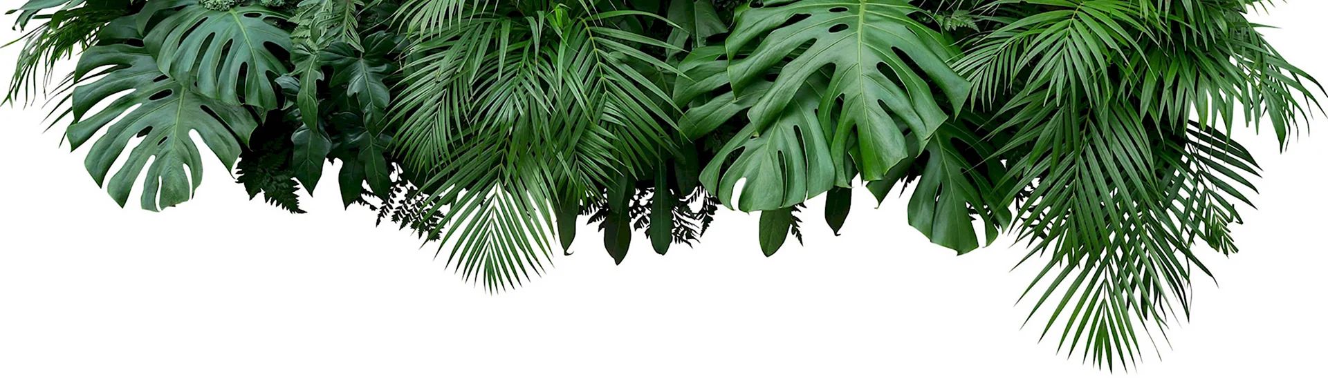 Рамка из пальмовых листьев