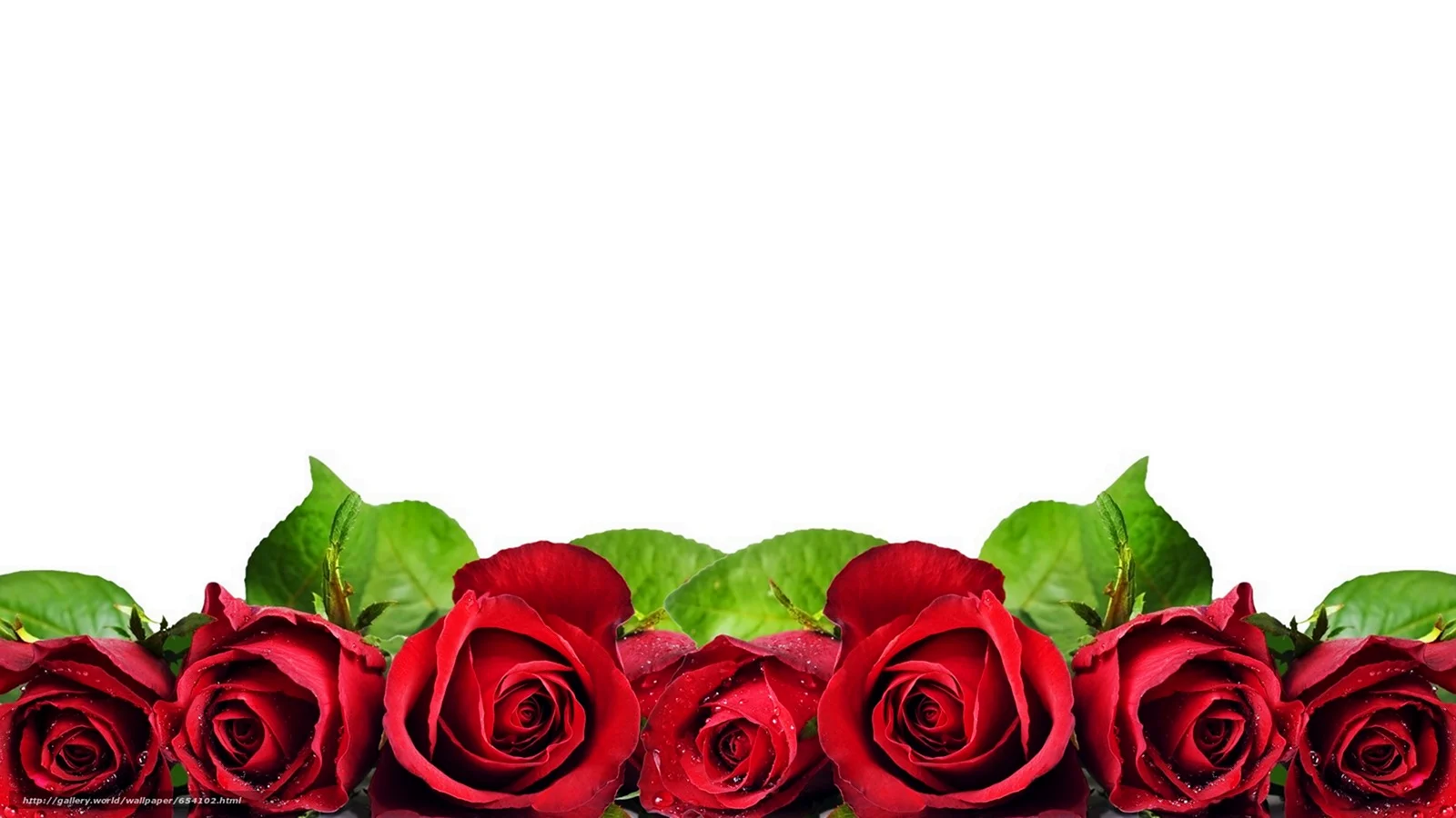 Рамка с розами на прозрачном фоне