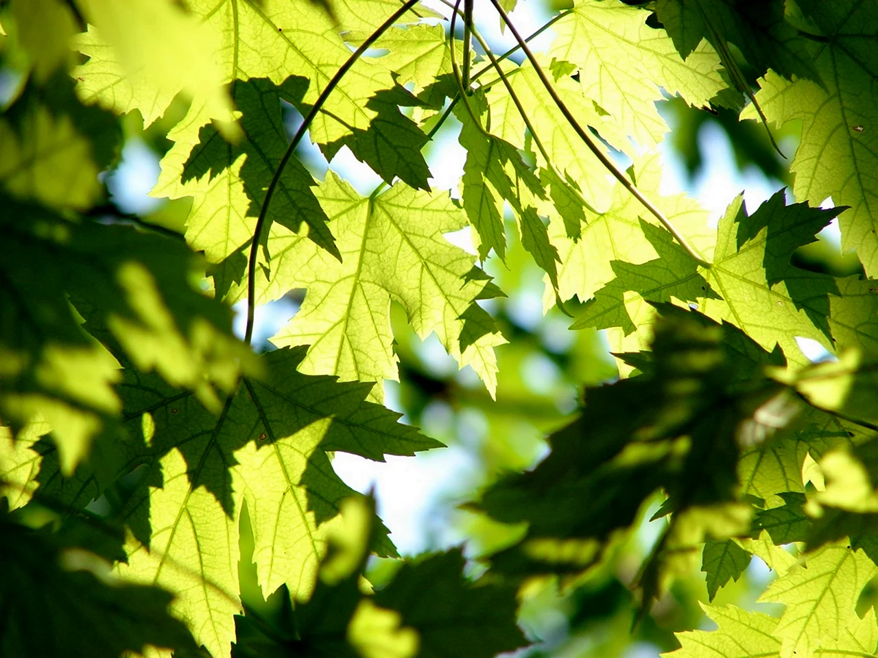 Раскудрявый клен зеленый лист