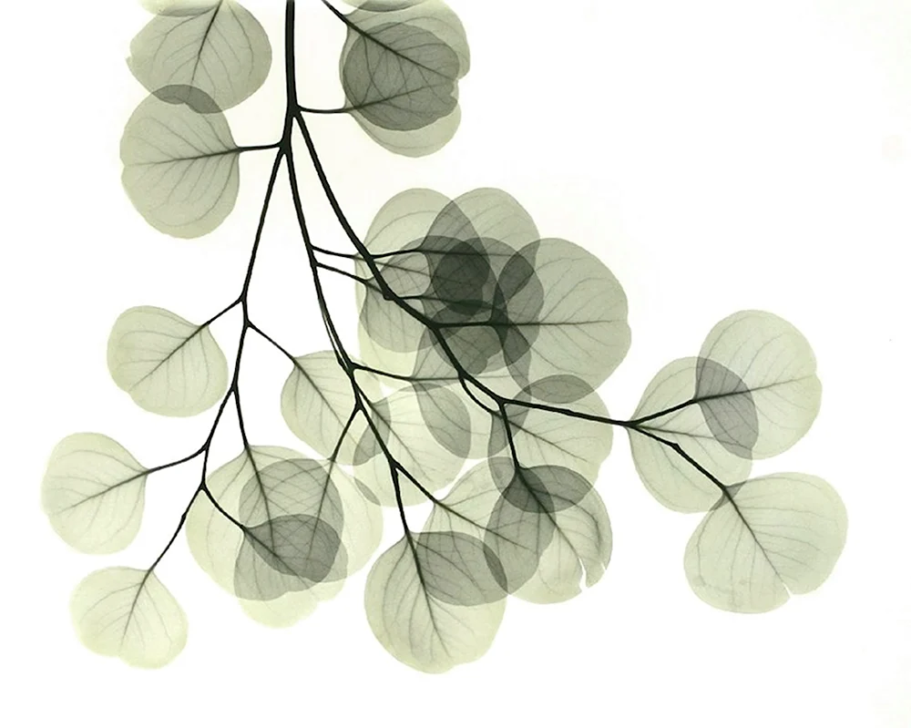 Растение с прозрачными листьями