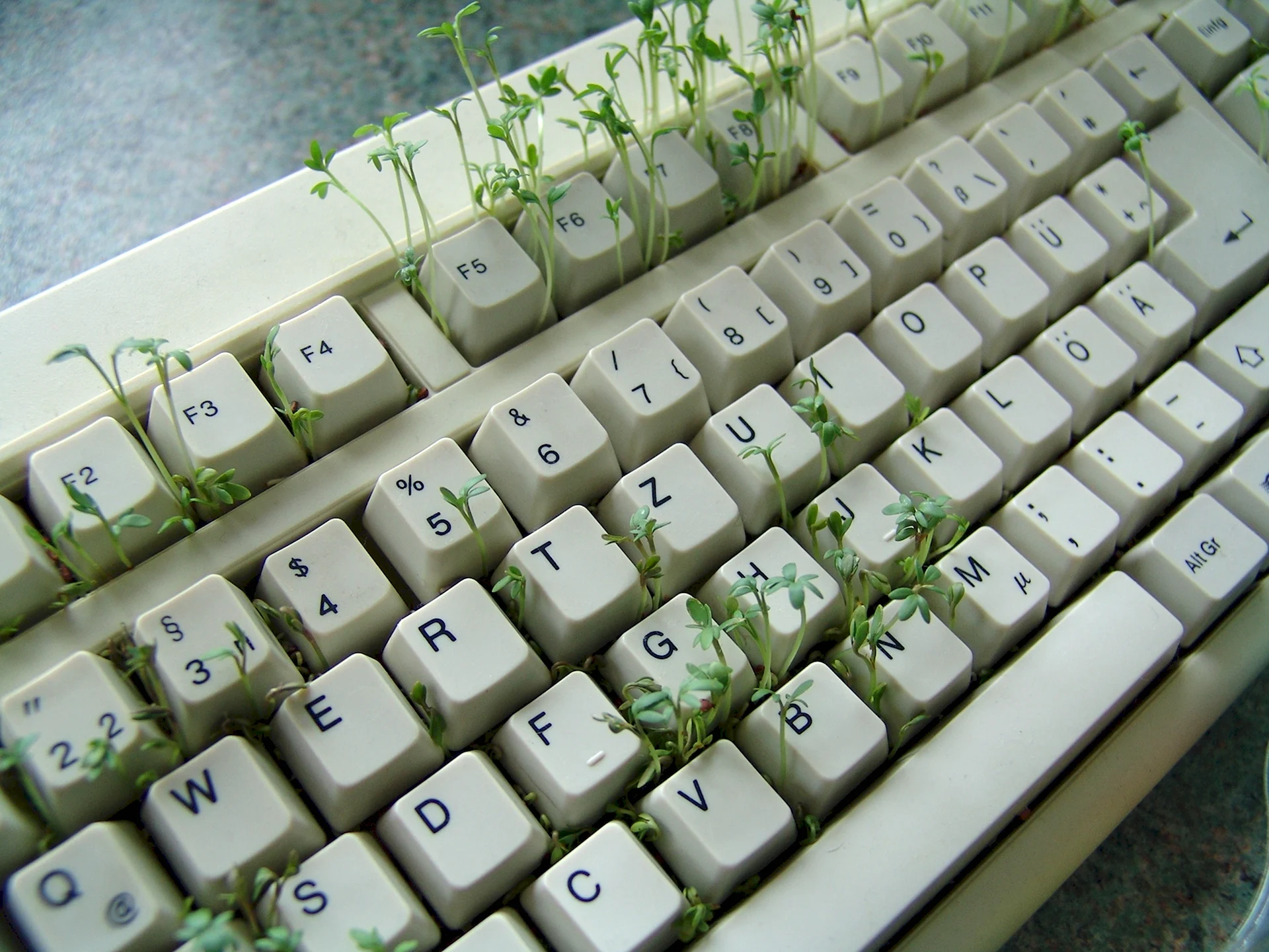 Растения в клавиатуре