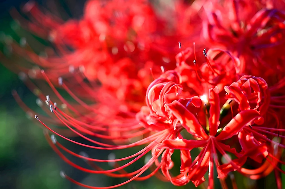 Red Spider Lily цветок