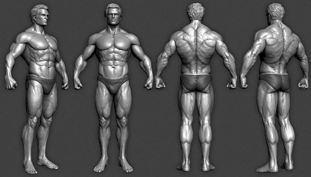 Референс для 3d моделирования анатомия