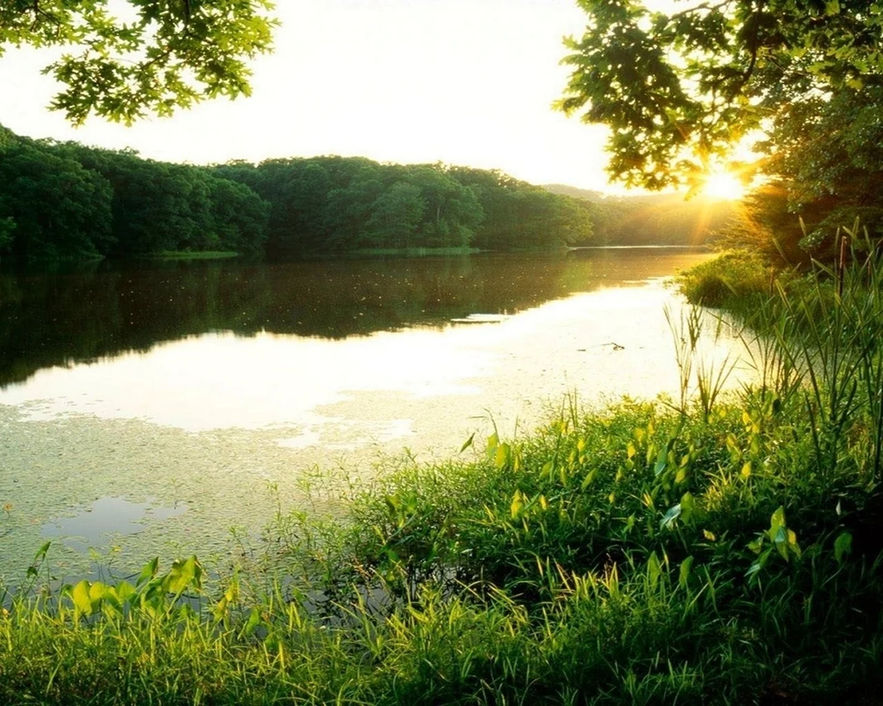 Река зелень солнце