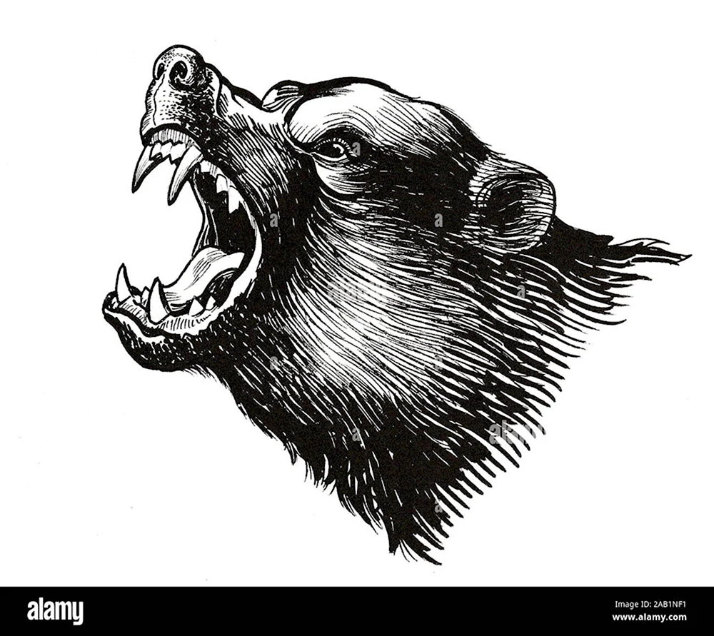 Ревущий медведь рисунок