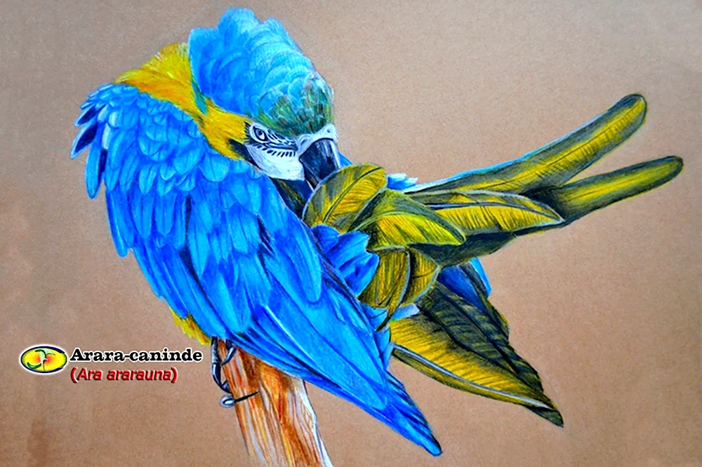 Рисование попугая ара