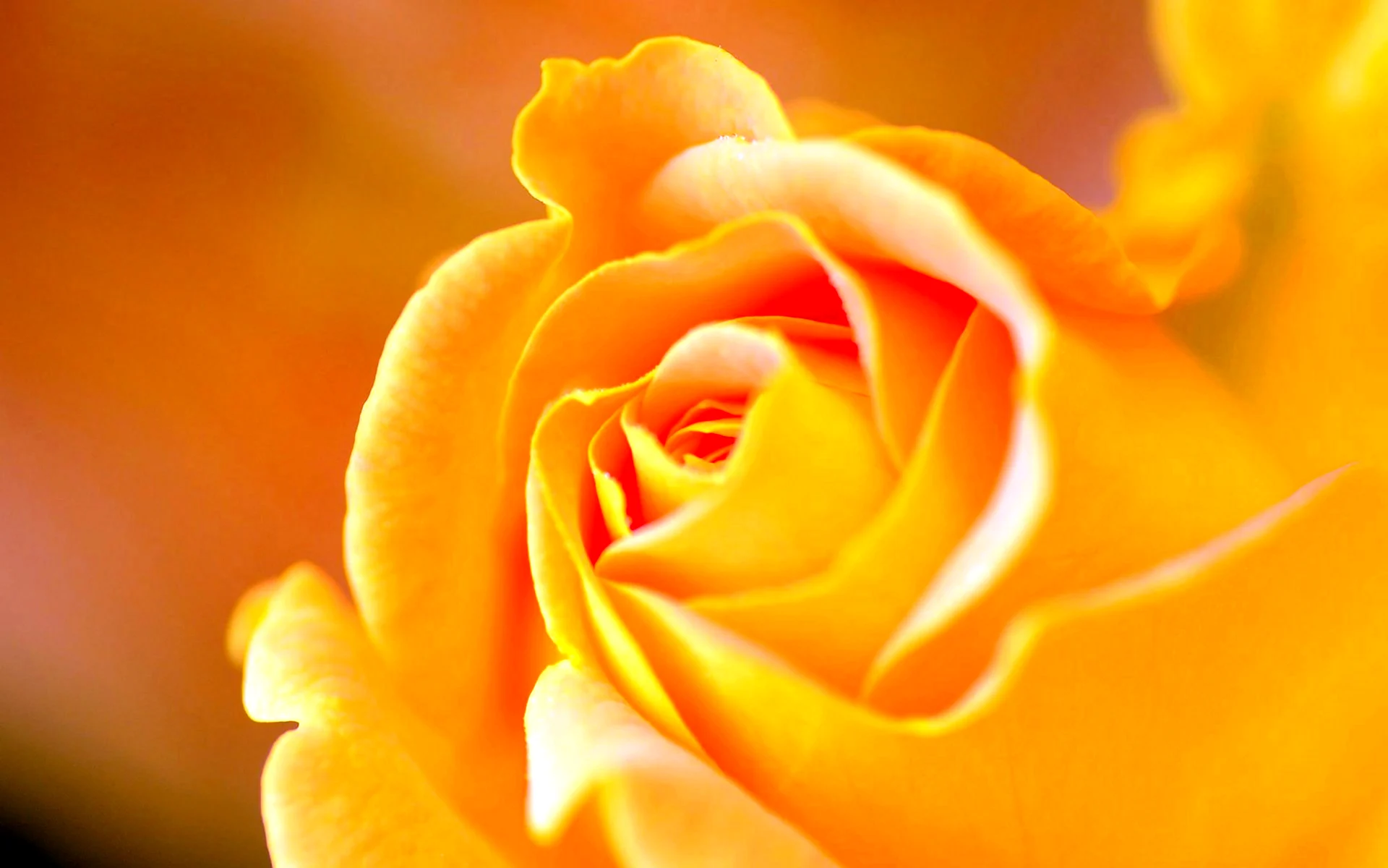 Роза бледно оранжевая