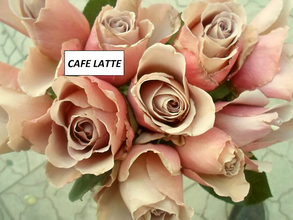 Роза Cafe-Latte