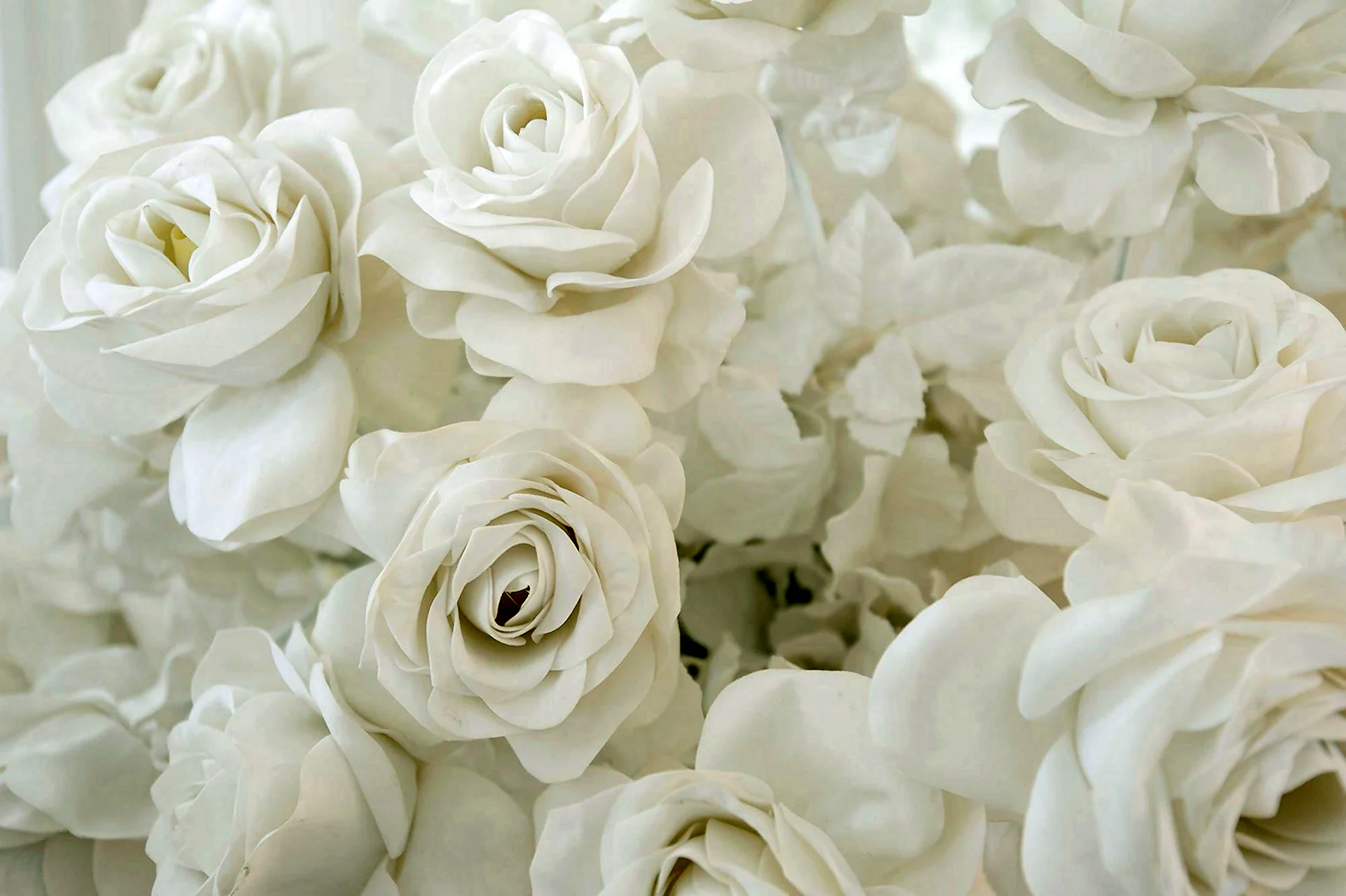 Роза на белом фоне