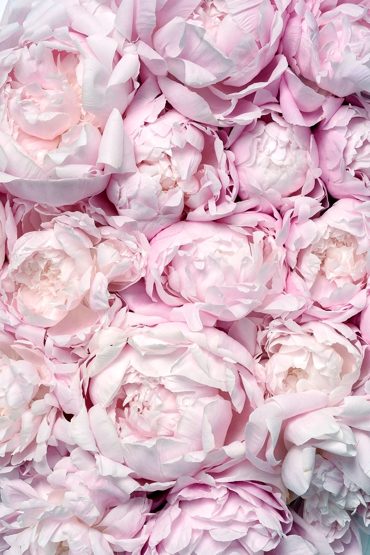 Роза Peony Pink