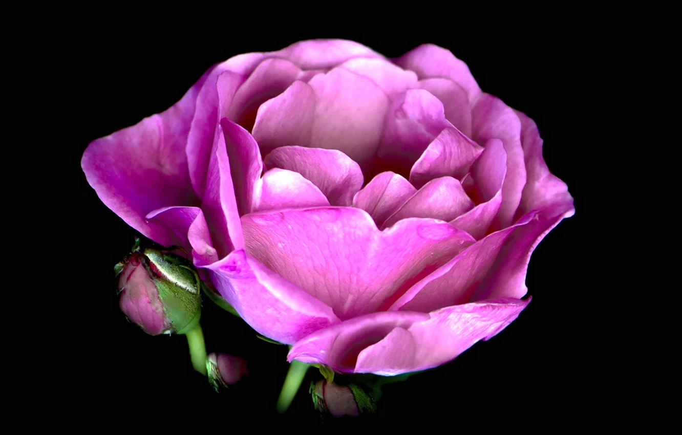 Роза пион фиолетовый