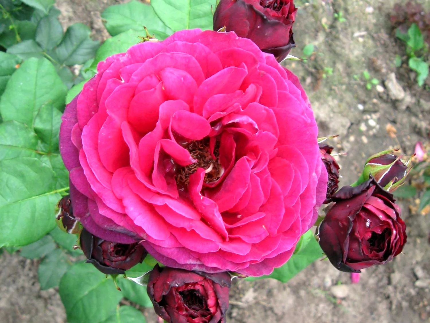 Роза сорт графиня Диана