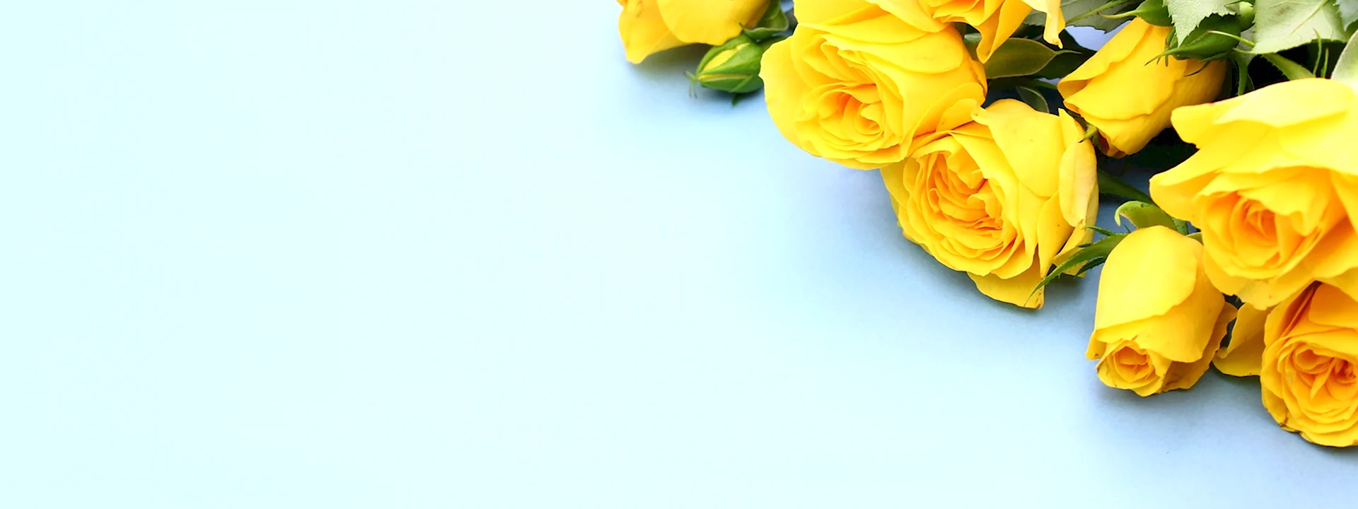 Роза желтая красивая на фон