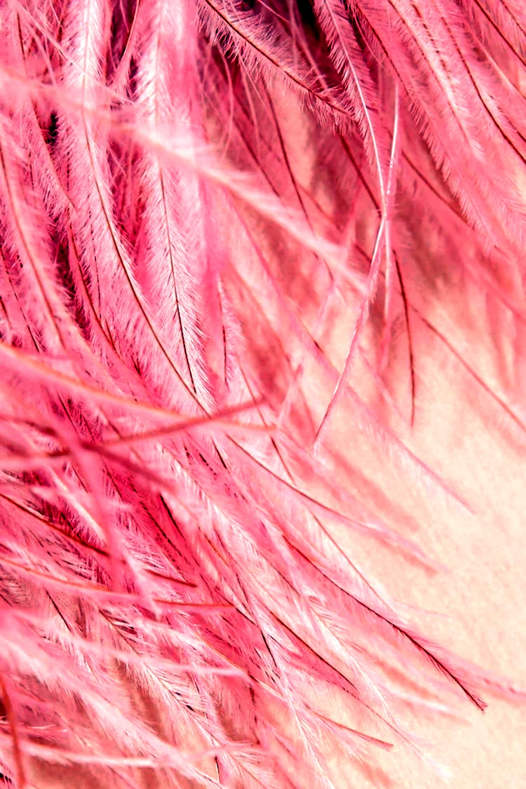 Розовые перья