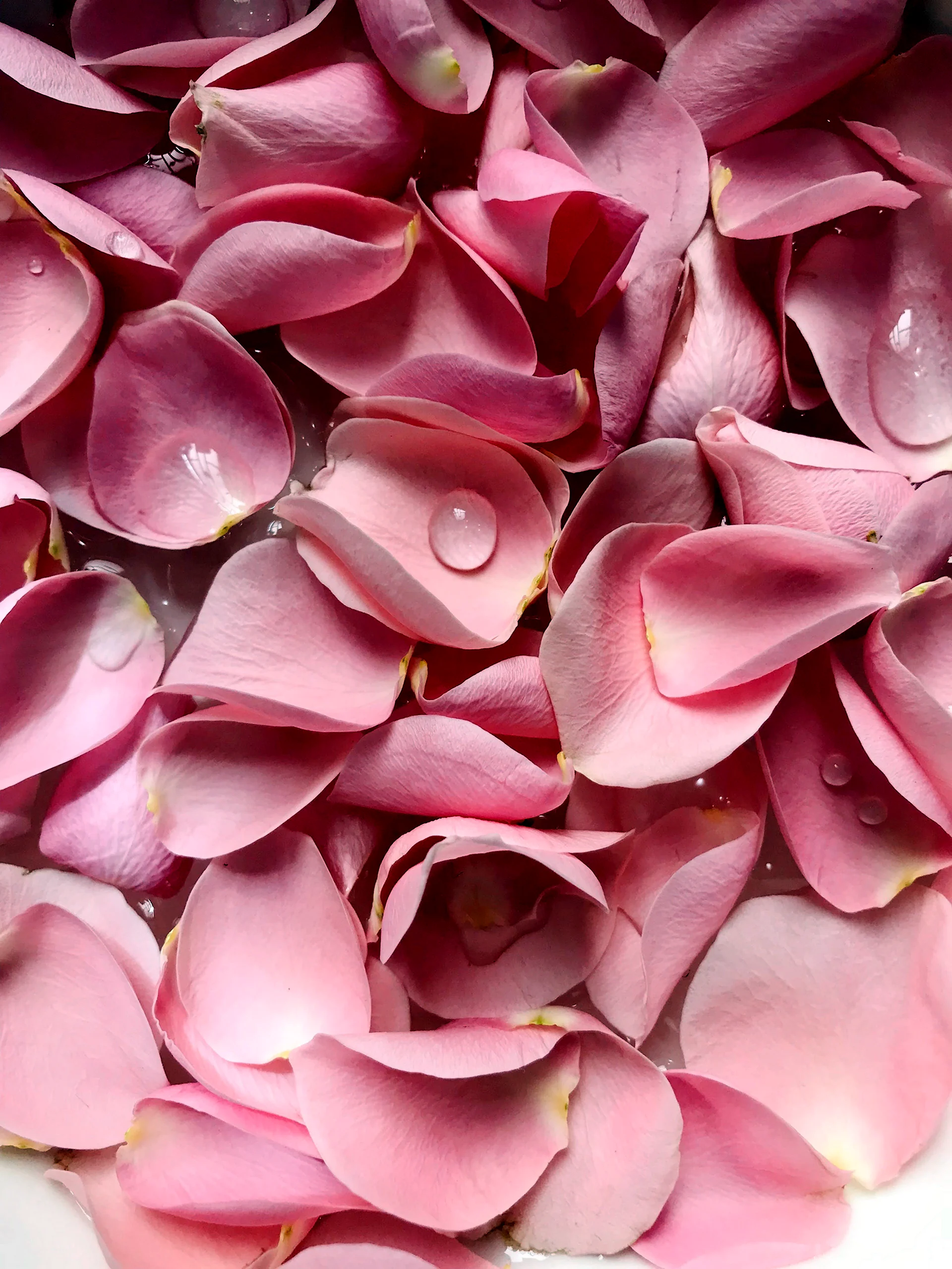 Розовые цветы