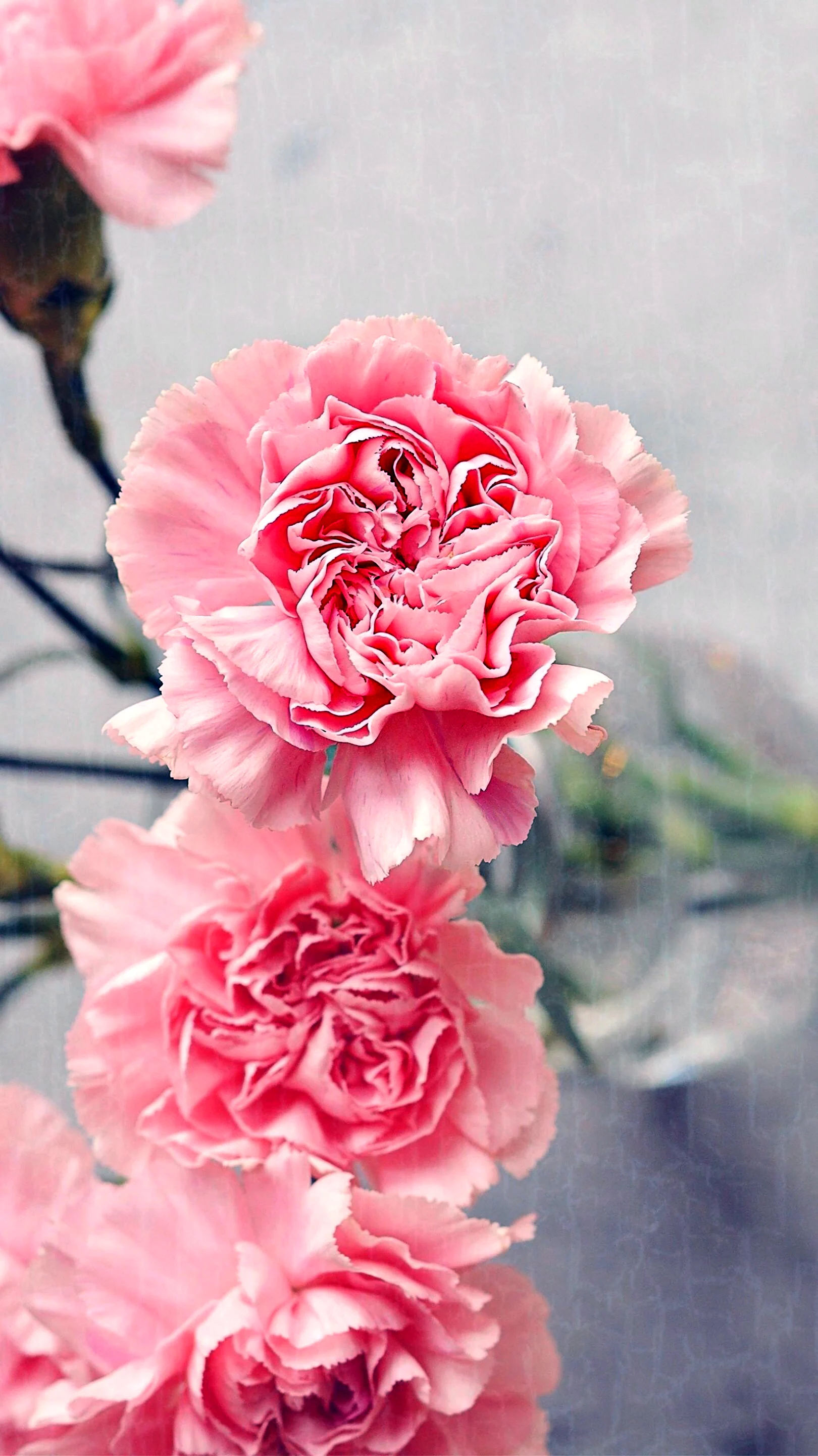 Розовые цветы на айфон 7