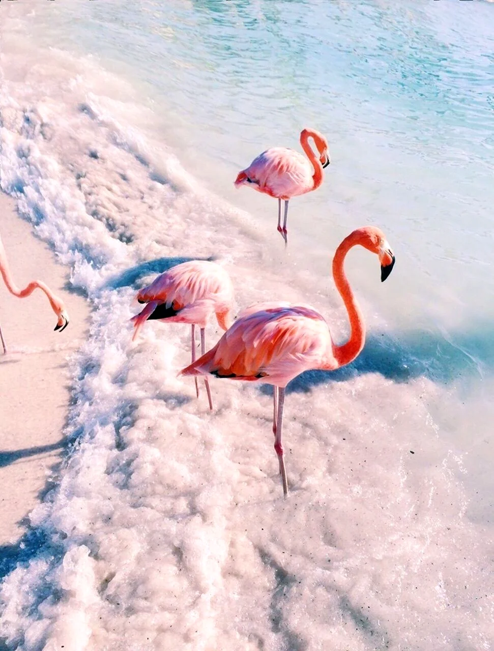 Розовый Фламинго Анапа