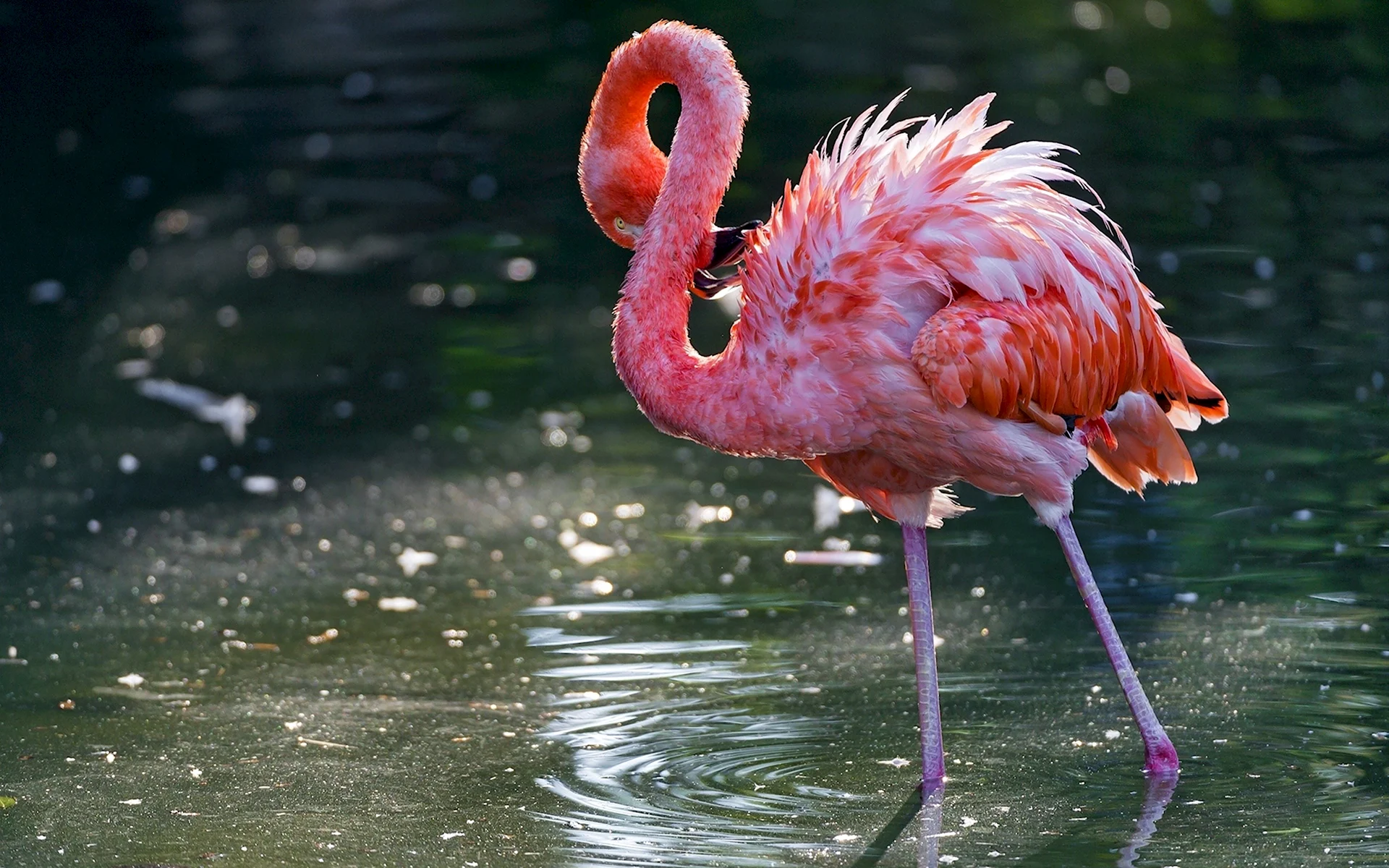 Розовый Фламинго Астраханский заповедник