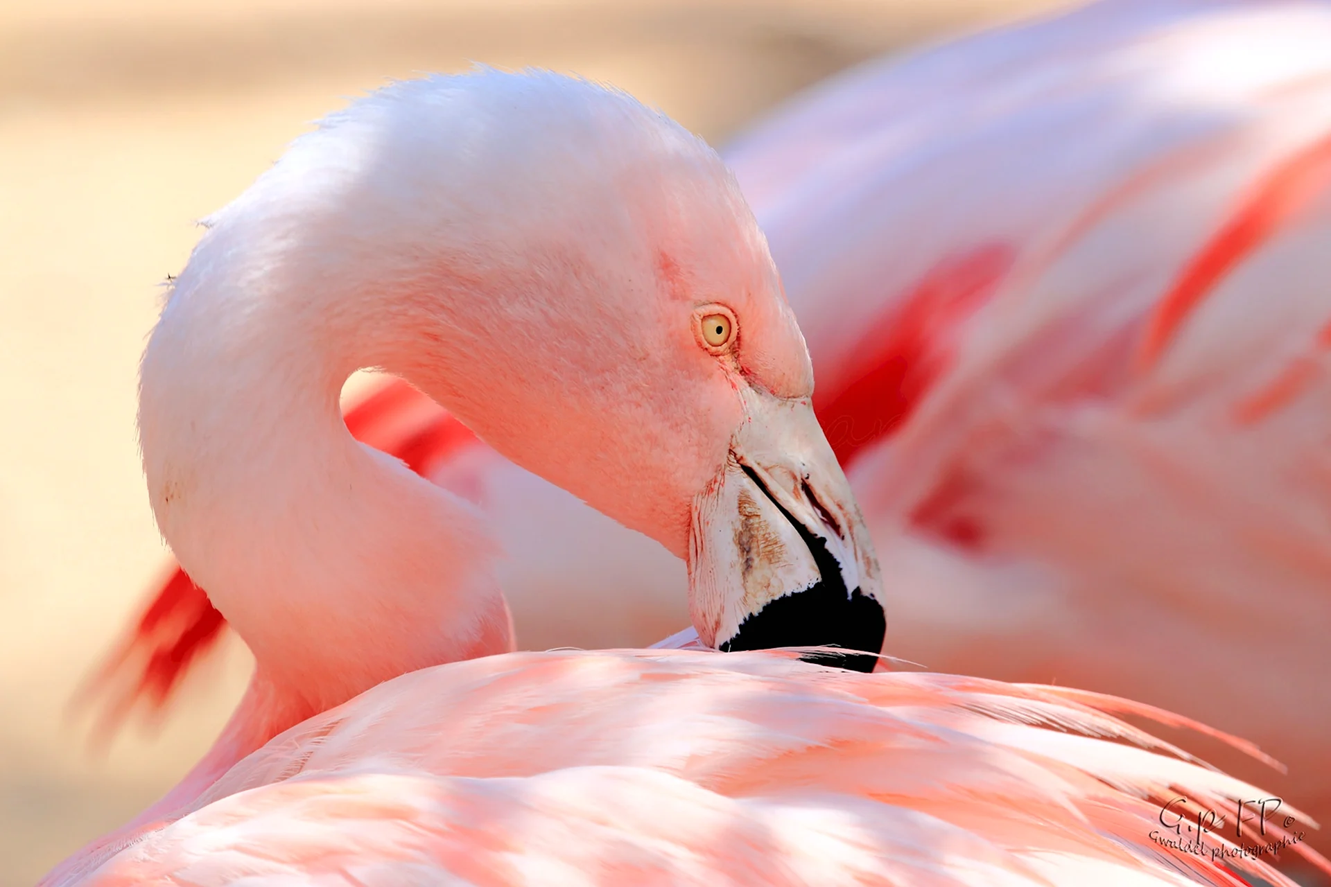 Розовый Фламинго дитя