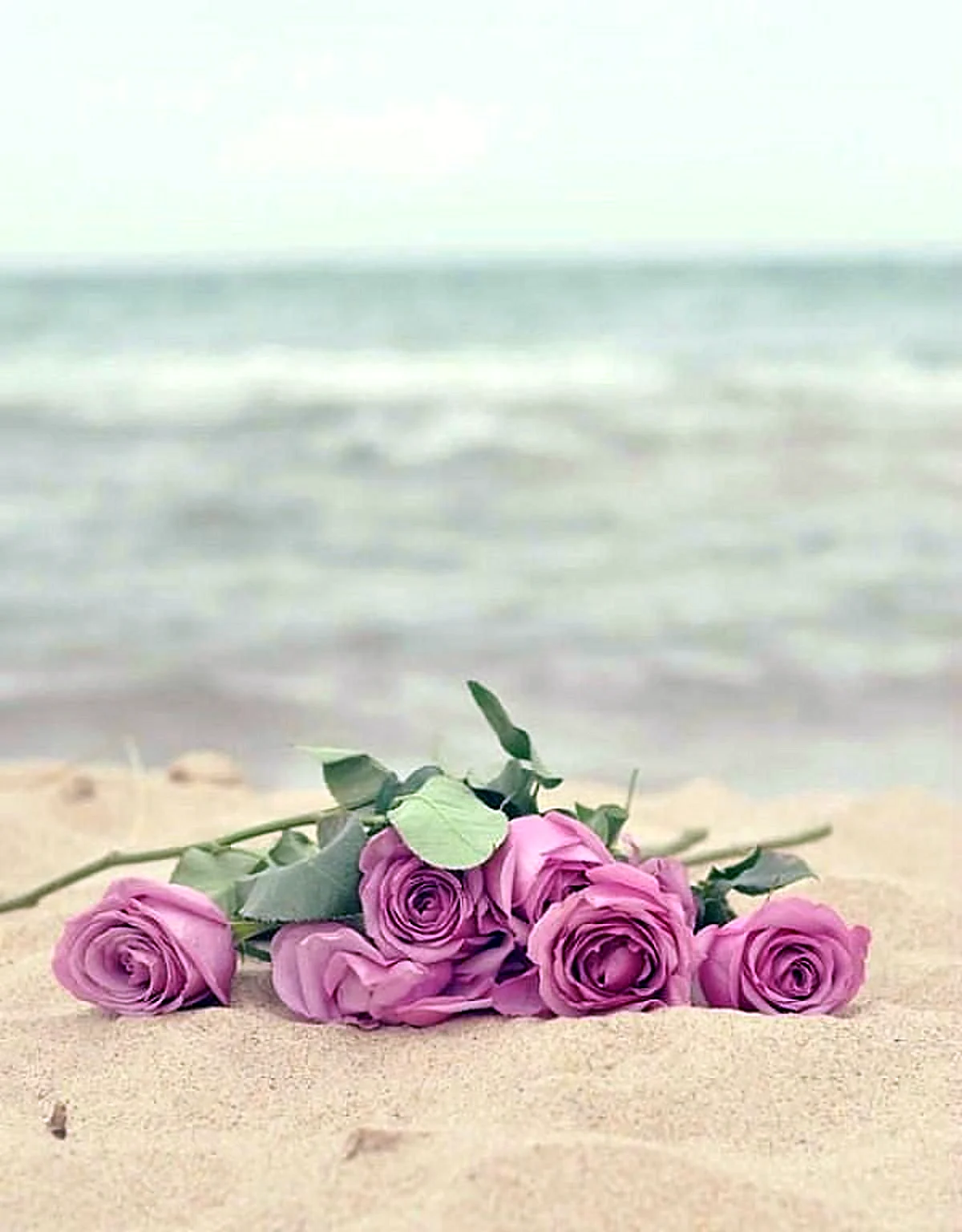 Розы на берегу моря