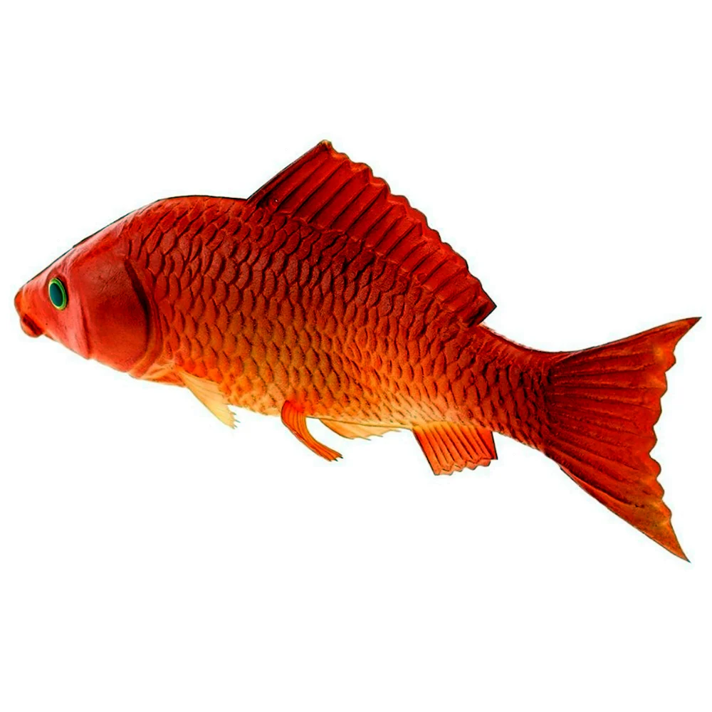 Рыба Карп красный