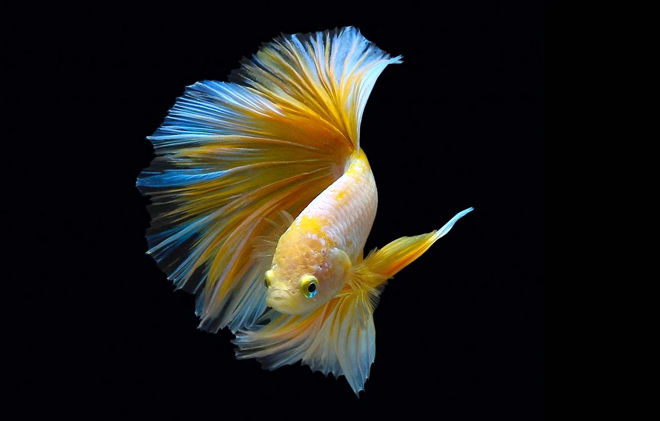 Рыбка с красивым хвостом