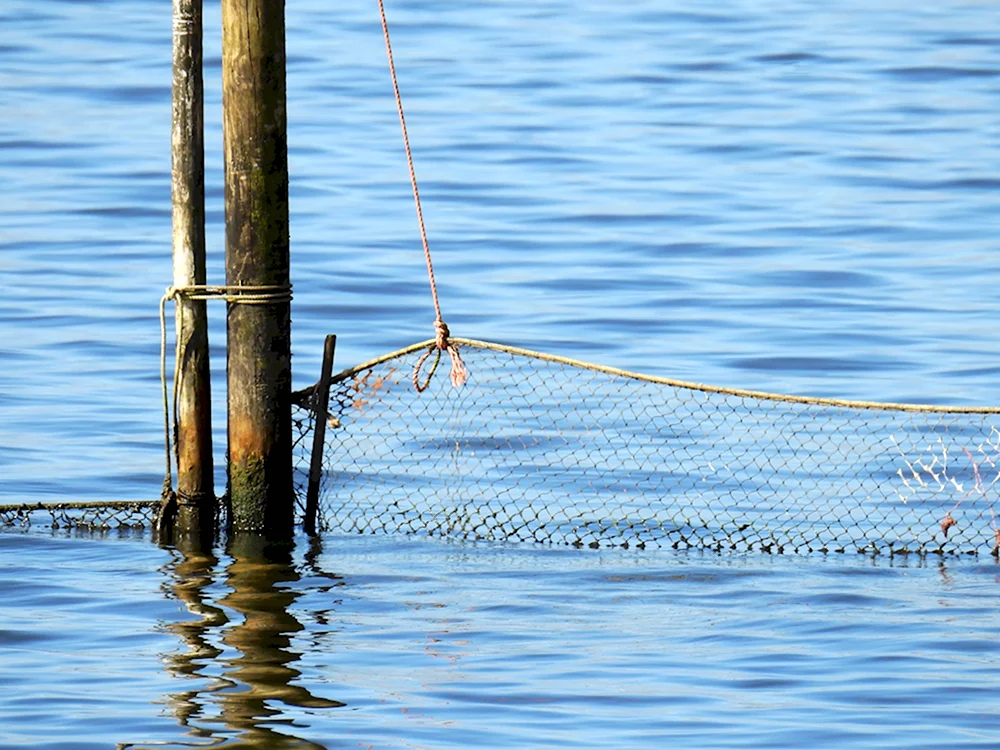 Рыболовная сеть в воде
