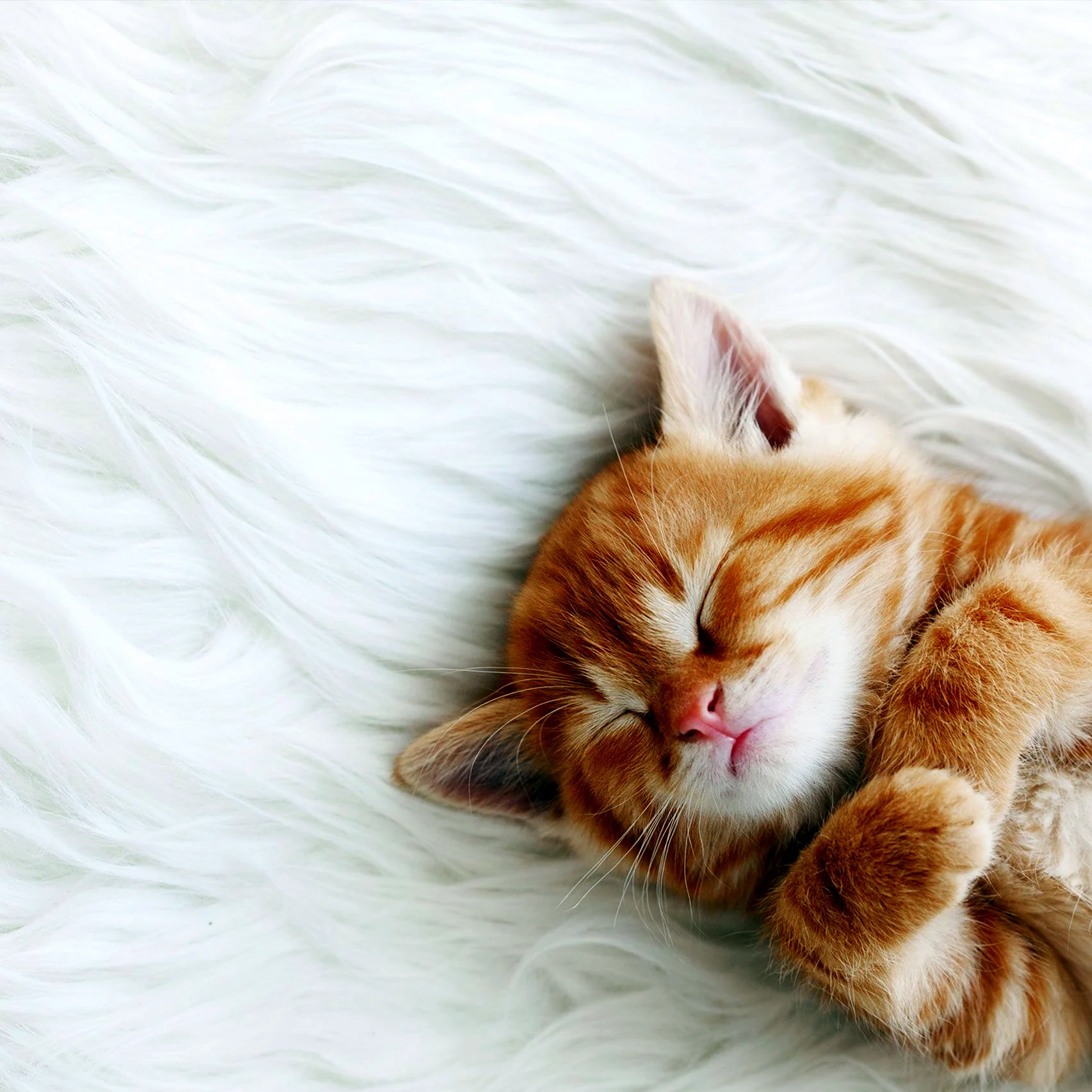 Рыжий котенок спит под одеялом