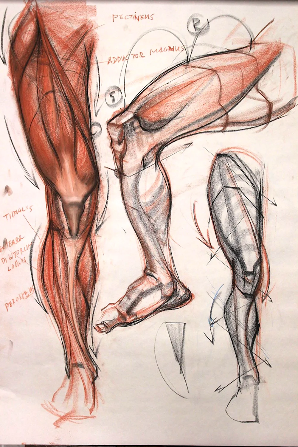 Рыжкин анатомия конечностей