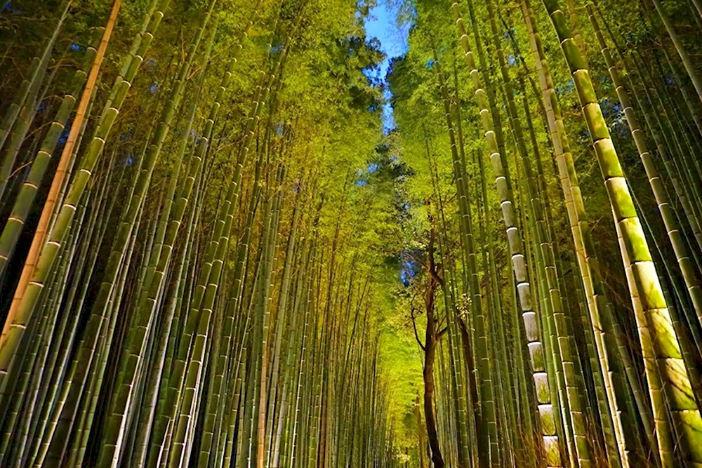 Сагано бамбуковый лес панды