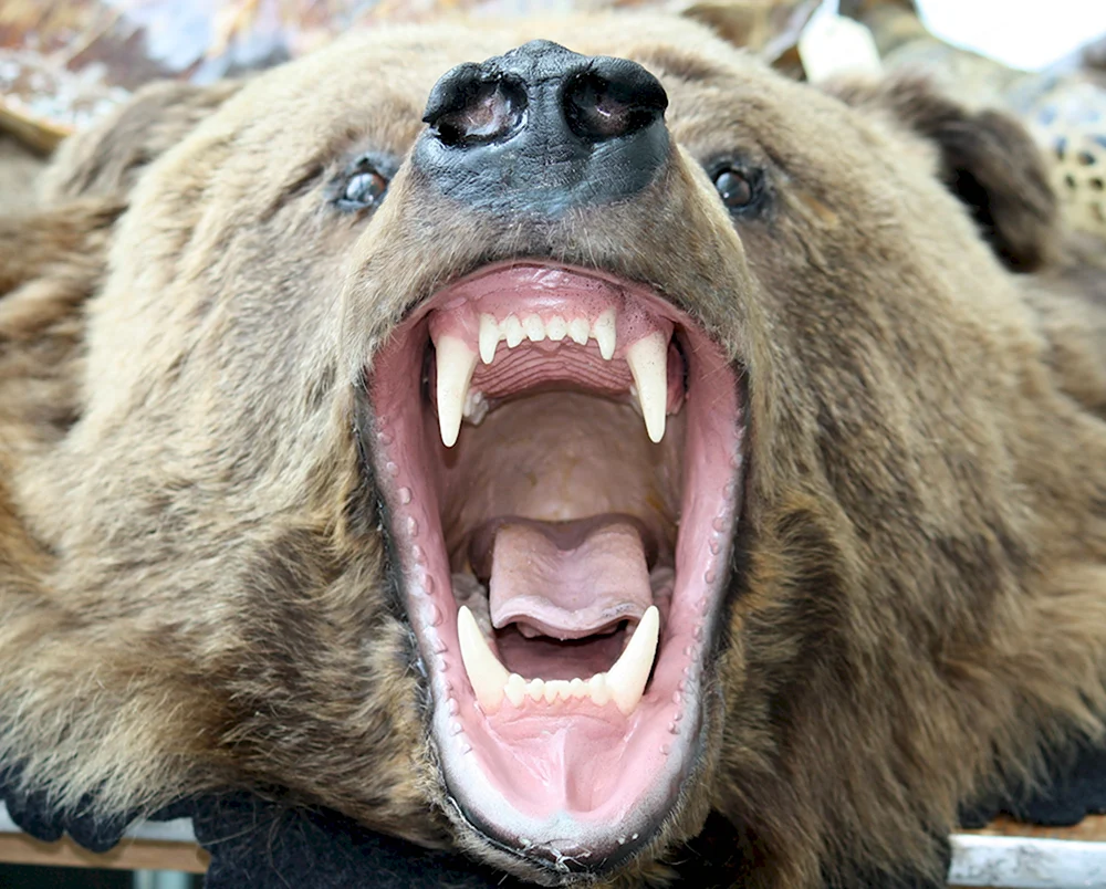 Самый страшный медведь Гризли