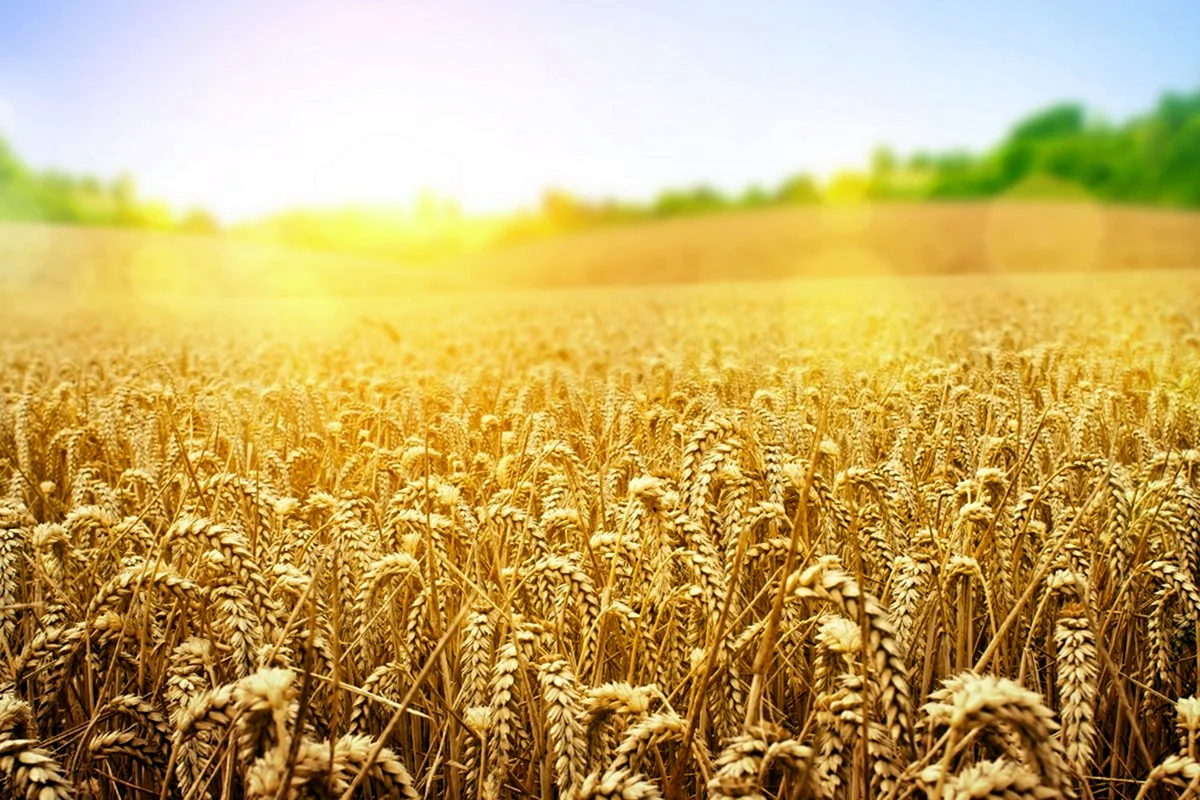 Сельское хозяйство озимая пшеница