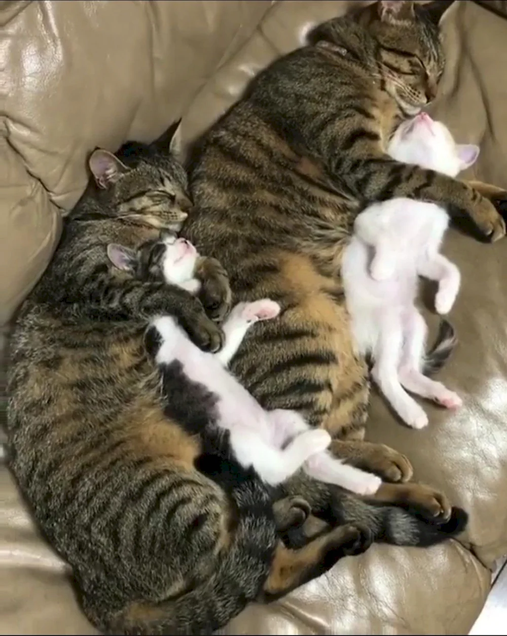 Семья кошек