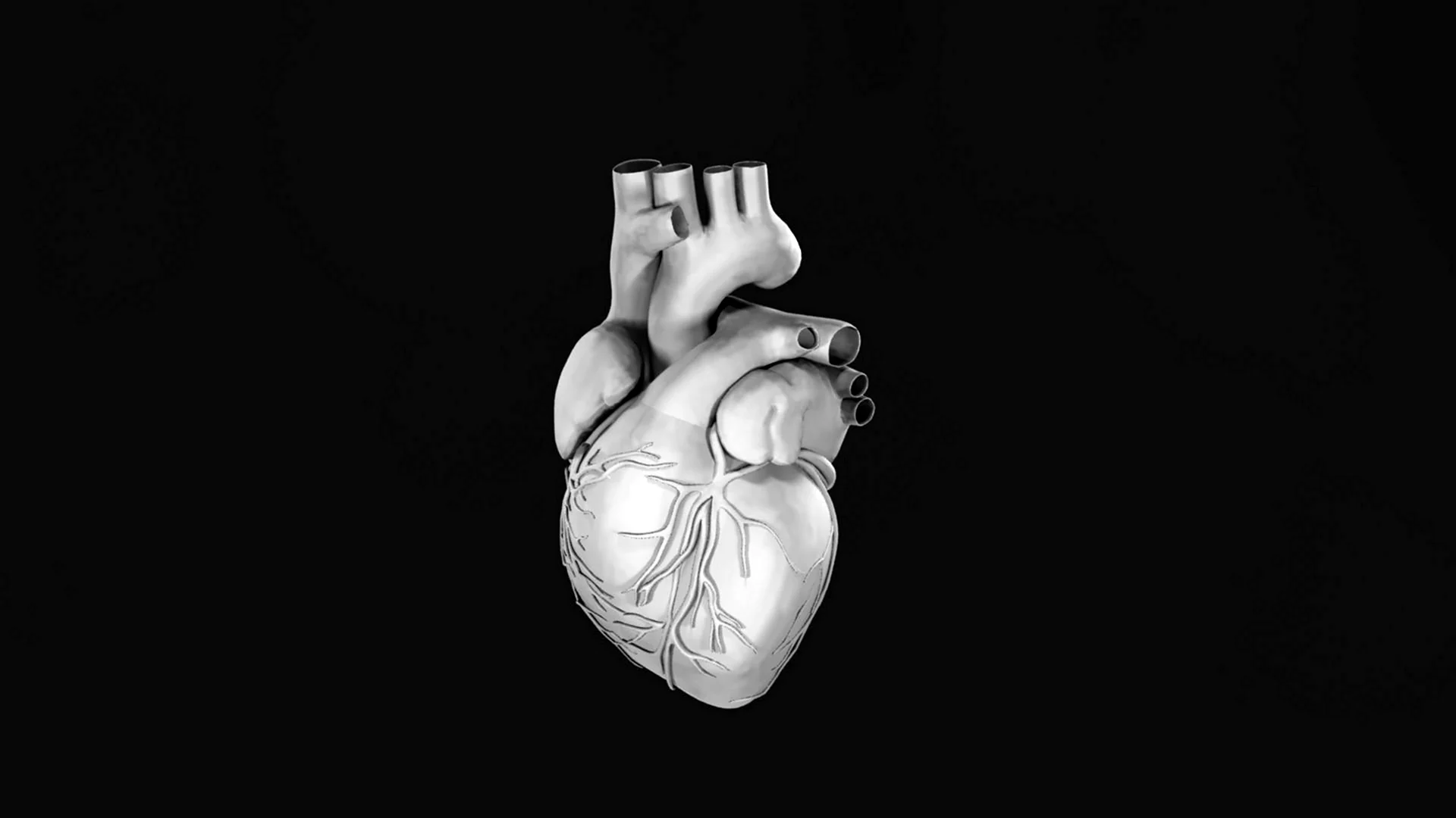 Сердце Эстетика анатомия