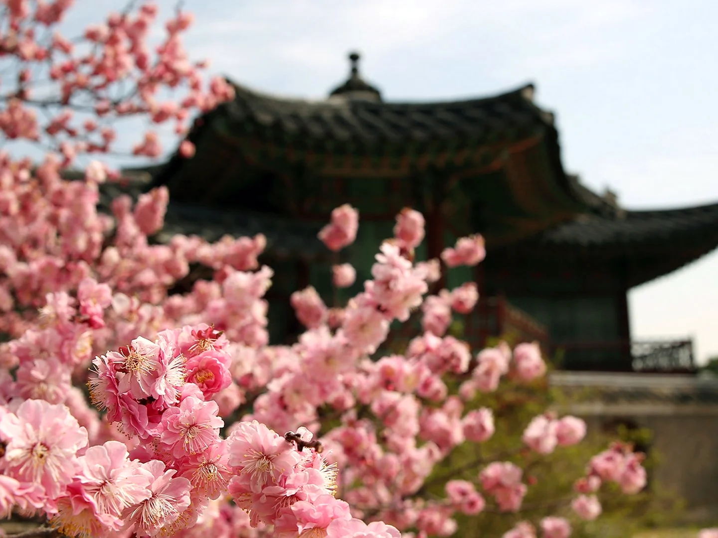 Сеул Южная Корея Сакура и дворец