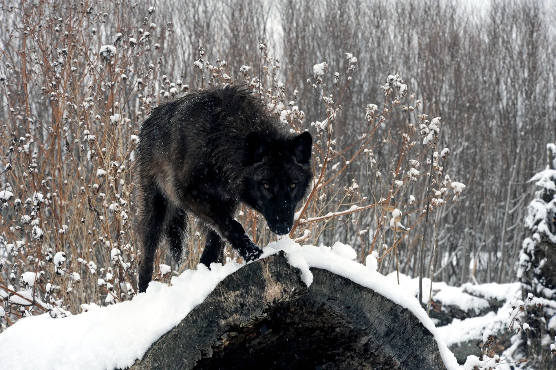 Северная инуитская собака черная