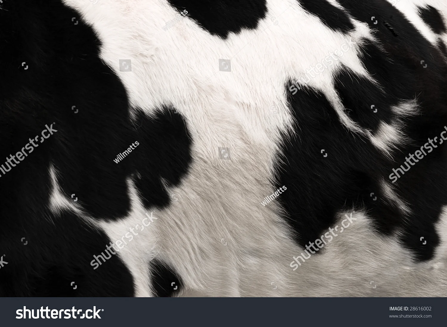 Шерсть коровы