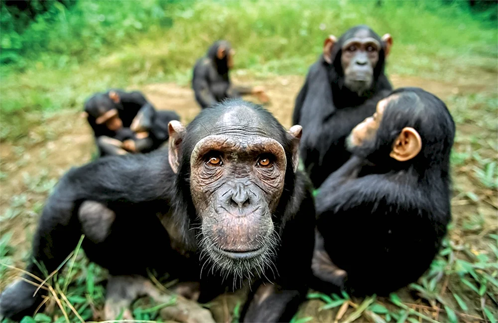 Шимпанзе Pan Troglodytes